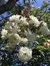 Queen of the Belgians rose photo