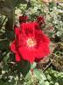 Winner's Circle ™ rose photo