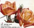 Dr. Faust rose photo