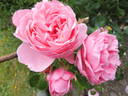 Comtesse de Ségur rose photo