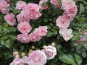 Bonica, Cl. rose photo
