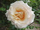 Eloise ® rose photo
