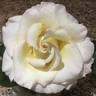 Donna's Grace rose photo