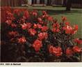 Edith de Martinelli rose photo