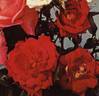 Antique rose photo