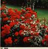 Allotria rose photo