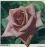 Supershow rose photo