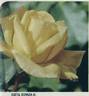 Costa Dorada rose photo
