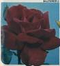Balletdancer rose photo