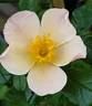 Pruwich rose photo