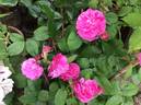 Ardoisée de Lyon rose photo