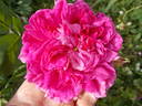 Désirée Parmentier rose photo