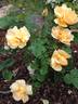 Anson Jones rose photo