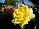 Aperitif ® rose photo