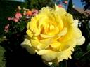 Aperitif ® rose photo