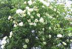 City of York rose photo