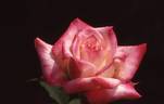 Fantasi rose photo