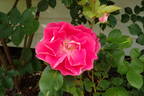 Carefree Wonder rose photo