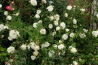 Armide rose photo