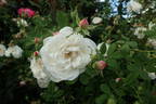 Armide rose photo