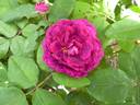 Marbrée Violette rose photo