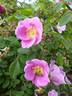 R. nutkana rose photo