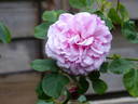 Madame Edmond Laporte rose photo