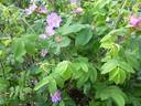 <i>Rosa amblyotis</i> C. A. Meyer rose photo