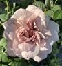 Grey Dawn rose photo