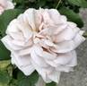 Grey Dawn rose photo