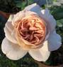 Grey Dawn rose photo