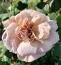 Grey Dawn rose photo