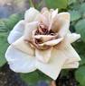 Grey Dawn rose photo