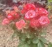 Milestone rose photo