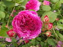 Catinat rose photo