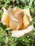 Gentle Persuasion rose photo