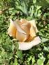 Gentle Persuasion rose photo