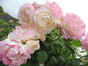 André Brichet rose photo
