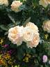Honey Bouquet rose photo