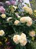 Honey Bouquet rose photo