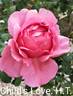 Child's Love rose photo