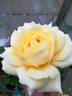 Grandpa Dickson rose photo