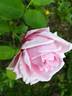 Dr. Masaryk rose photo