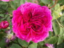 Catinat rose photo
