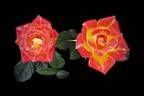 Tiddly Winks ™ rose photo