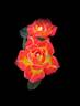 Tiddly Winks ™ rose photo