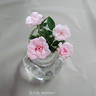 Si rose photo