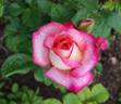Beauty from Within rose photo