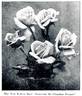 Souvenir de Claudius Pernet rose photo
