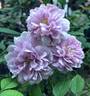 Rainy Blue rose photo
